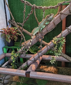 Indoor garden solutions Reptile Enclosure