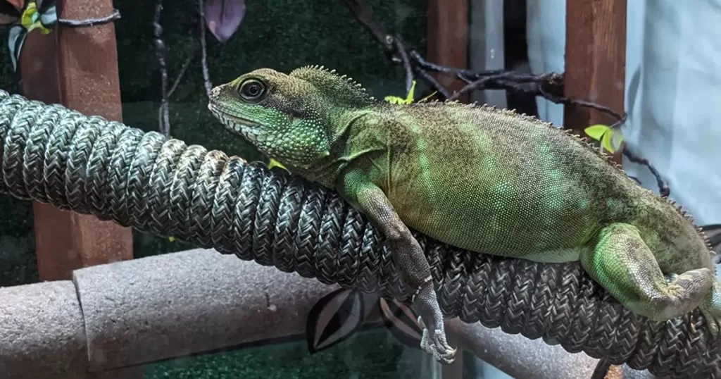 Exotic animal enclosures hot sale